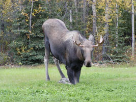 Moose Grazing on Ft. Fichardson Army Base